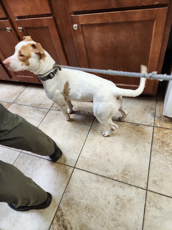 View Gryla the Dog Photo #4