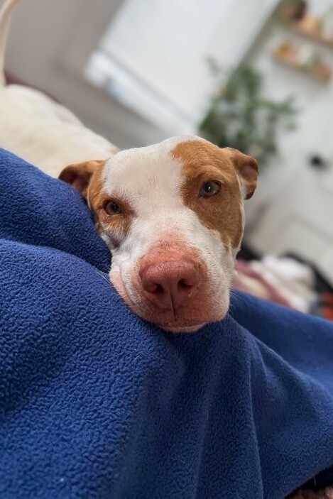 View Gryla the Dog Photo #4