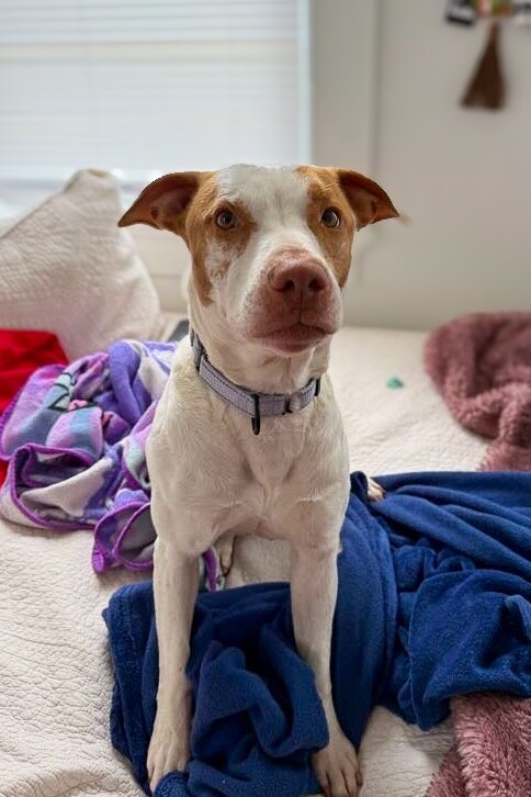 View Gryla the Dog Photo #3