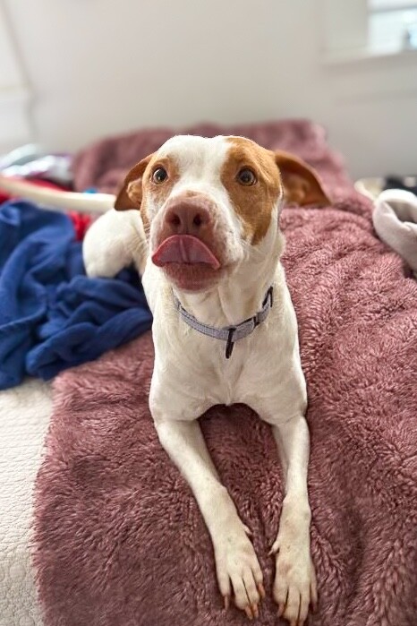 View Gryla the Dog Photo #6