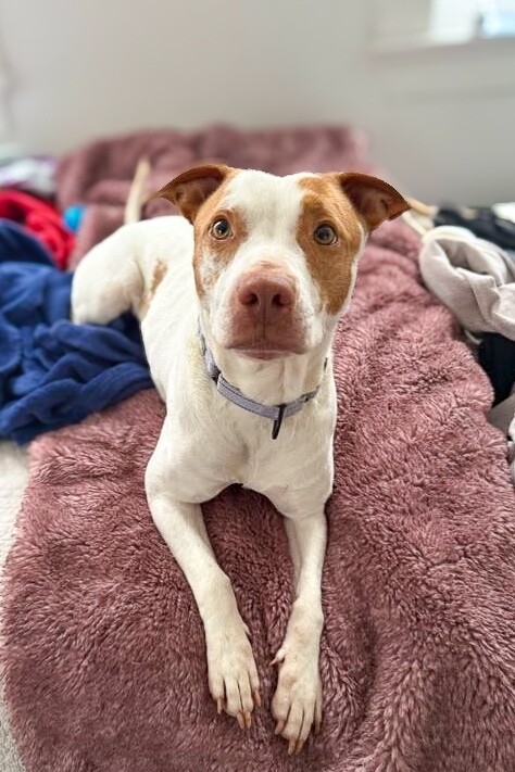 View Gryla the Dog Photo #2