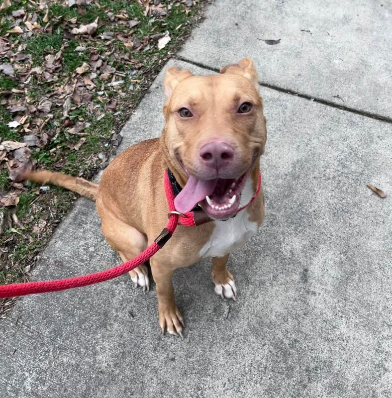 View Cheer the Dog Photo #3