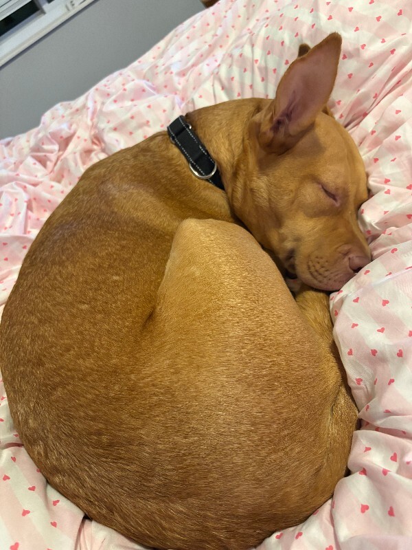 View Cheer the Dog Photo #6