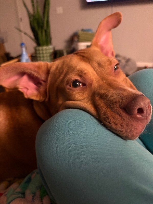 View Cheer the Dog Photo #5