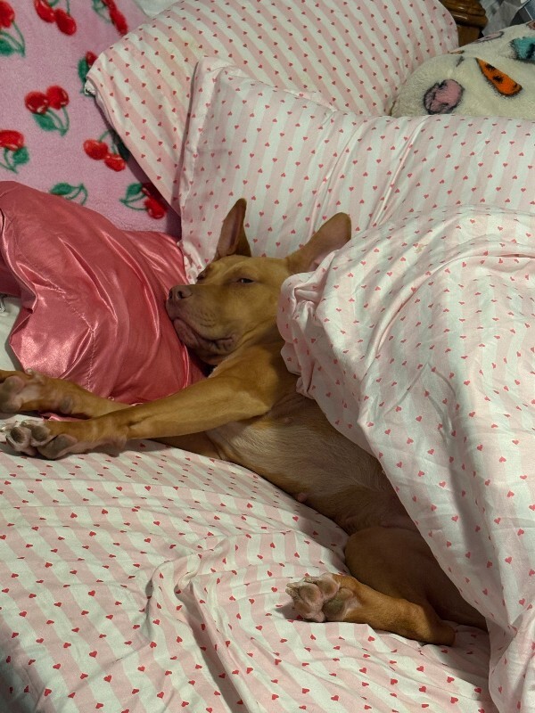 View Cheer the Dog Photo #3