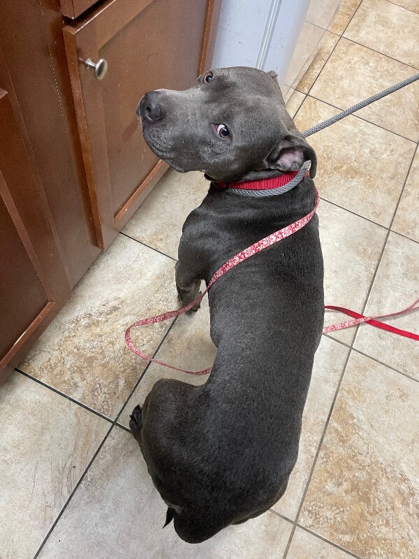 View Byers the Dog Photo #3