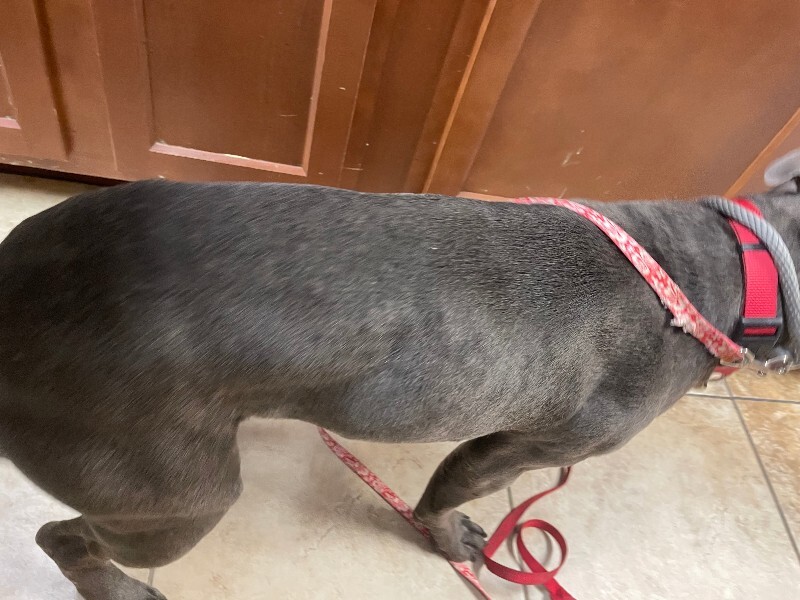 View Byers the Dog Photo #2