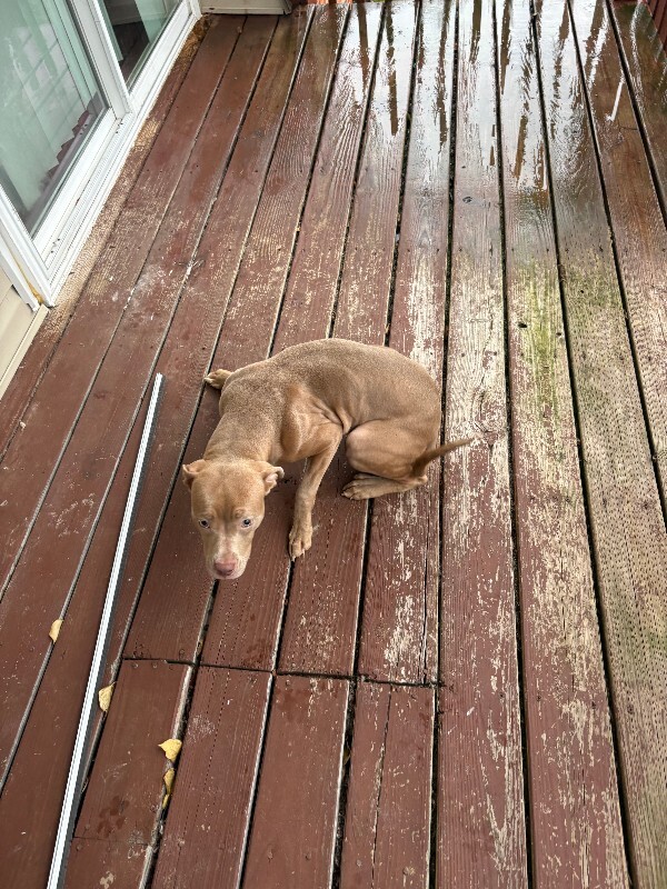 Learn More About this dog IMG 3455