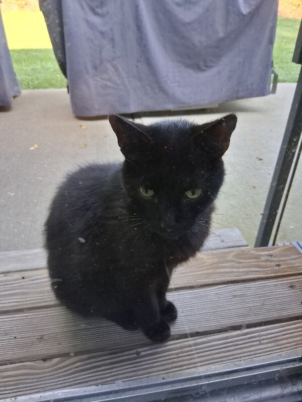 Learn More About this cat Petey