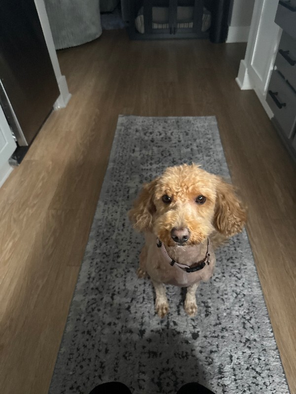 Learn More About this dog IMG 0756