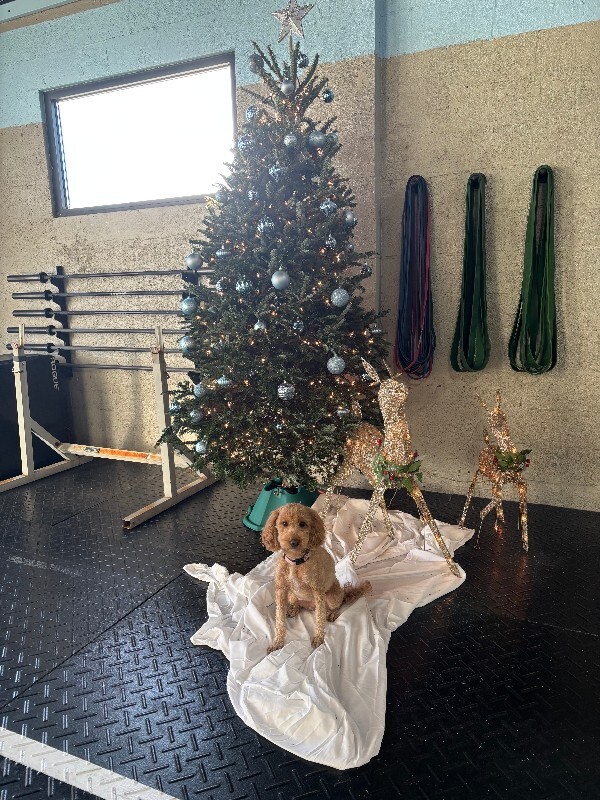 View Shiloh the Dog Photo #2