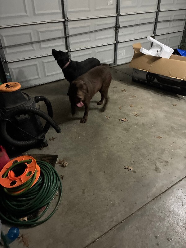 Learn More About this dog IMG 12521