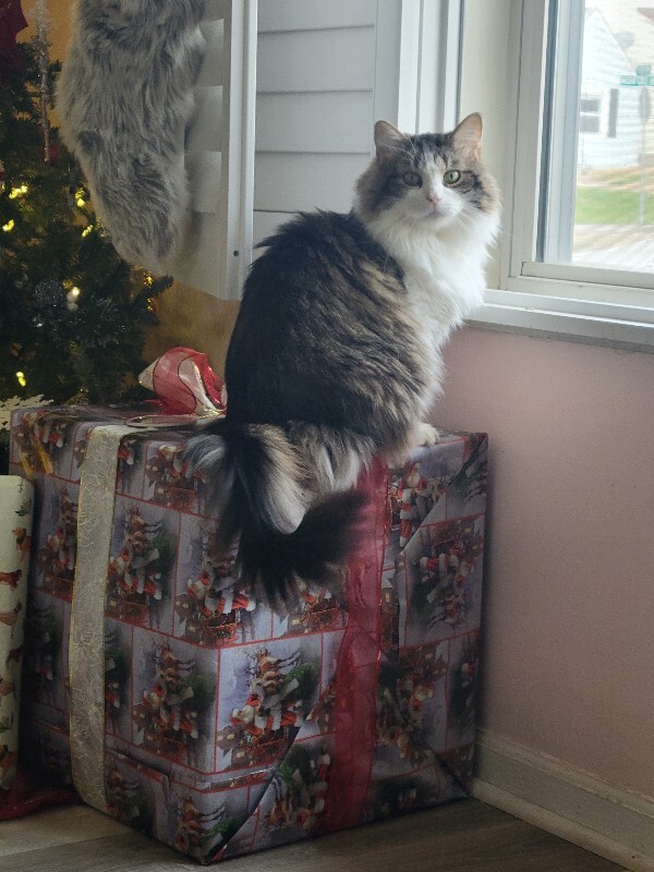 Learn More About this cat 20251222 151533