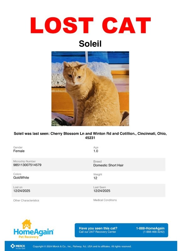 Learn More About this cat IMG 7391