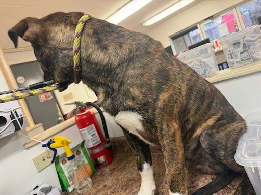 View Lopez the Dog Photo #2