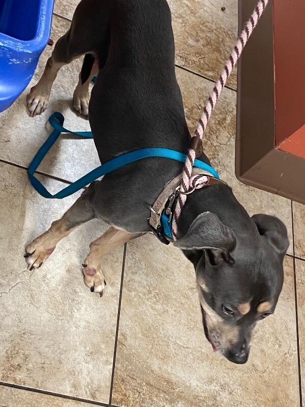 View Merelo the Dog Photo #6