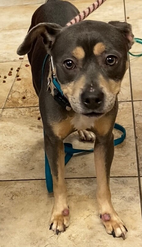 View Merelo the Dog Photo #2