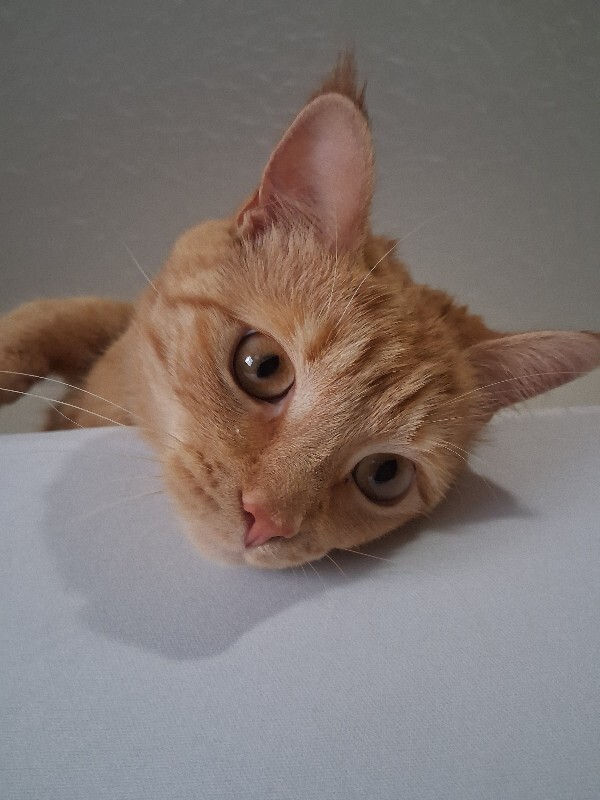 View Sissy the Cat Photo #2