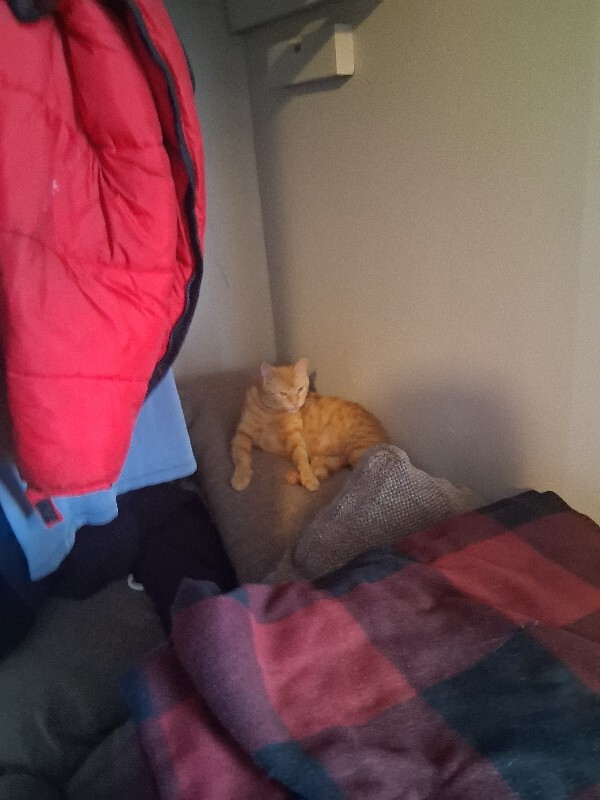 Learn More About this cat 20251031 142912