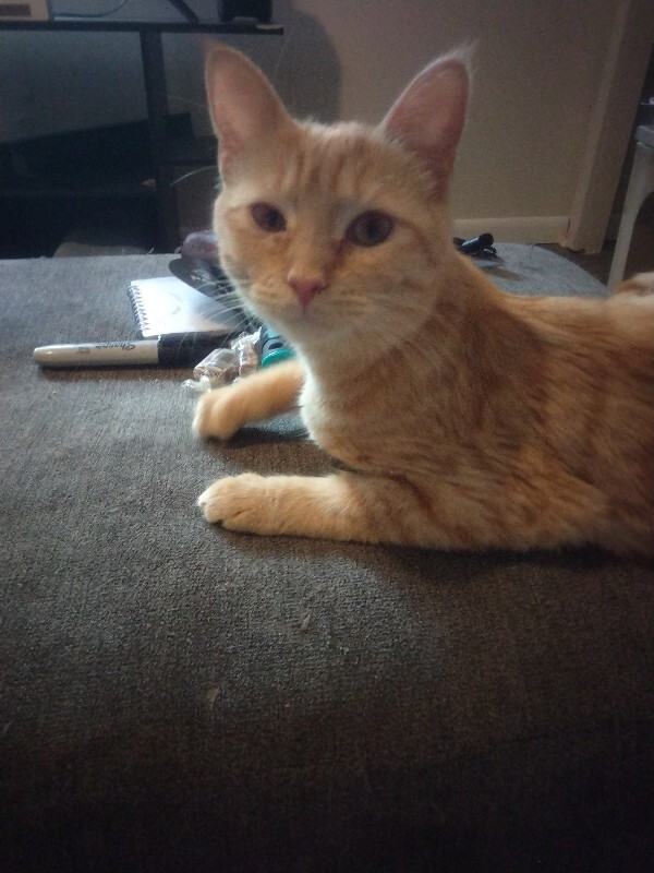 View Sissy the Cat Photo #3