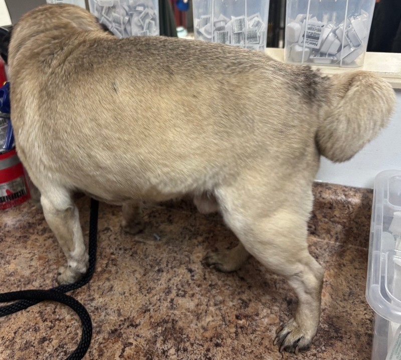 View Mulan the Dog Photo #2