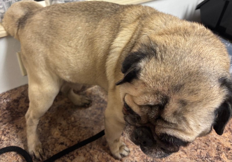 View Mulan the Dog Photo #3