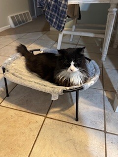 Learn More About this cat gomez 1