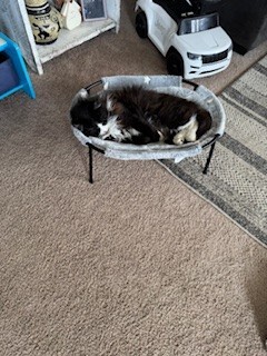 View Gomez the Cat Photo #2