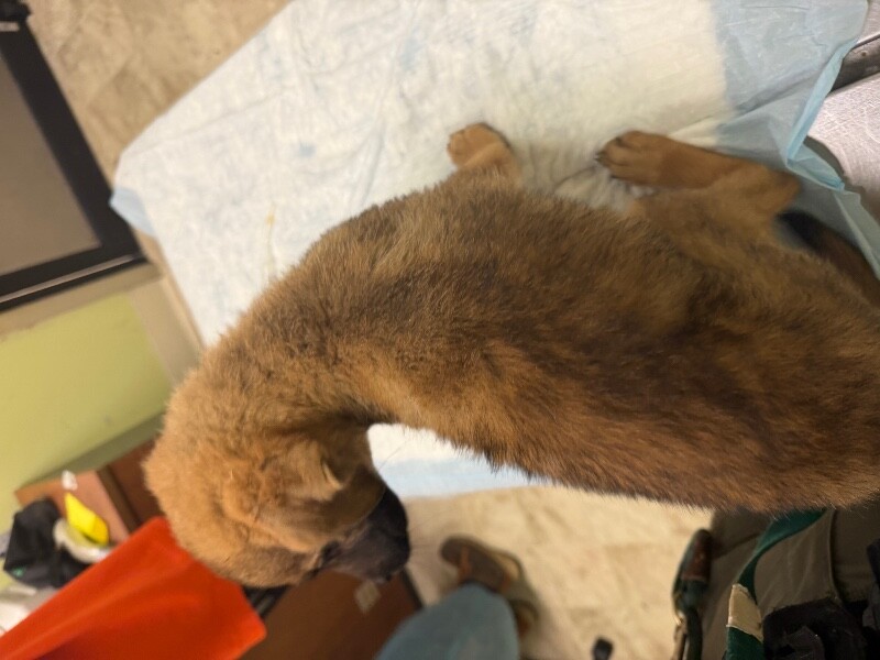 View Captain Crunch the Dog Photo #2