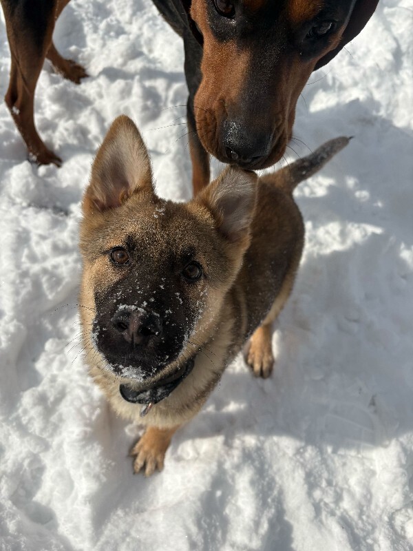 View Fiber One the Dog Photo #4