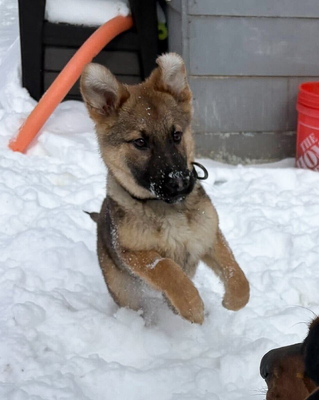 View Fiber One the Dog Photo #2