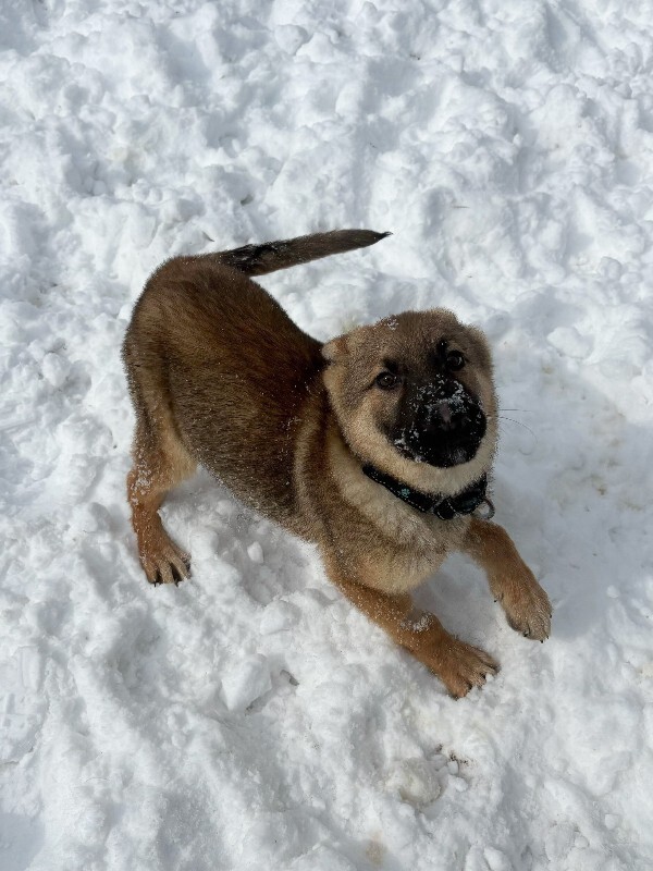 View Fiber One the Dog Photo #3