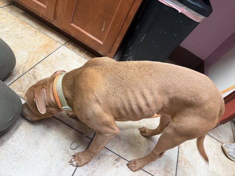 View Johnnie Grey the Dog Photo #3