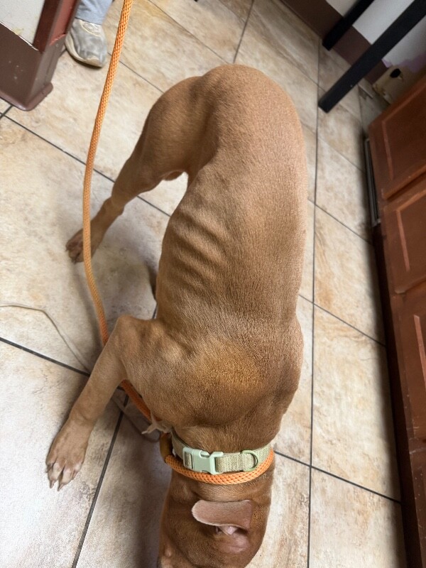 View Johnnie Grey the Dog Photo #2