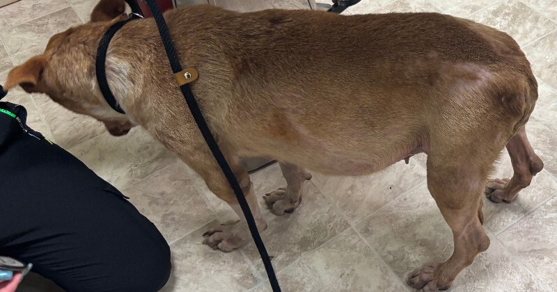 View Mermaid the Dog Photo #2