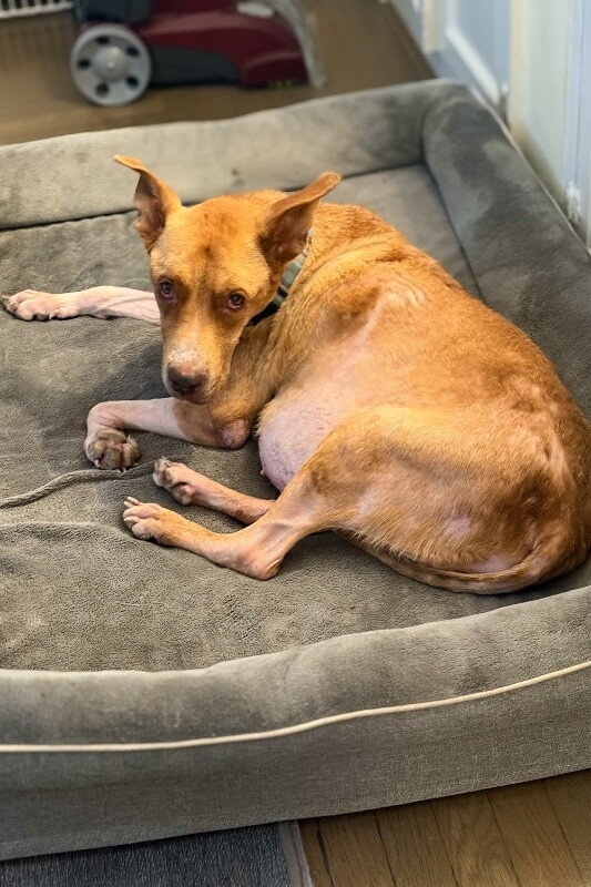 View Mermaid the Dog Photo #2