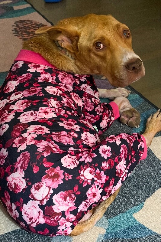 View Mermaid the Dog Photo #4