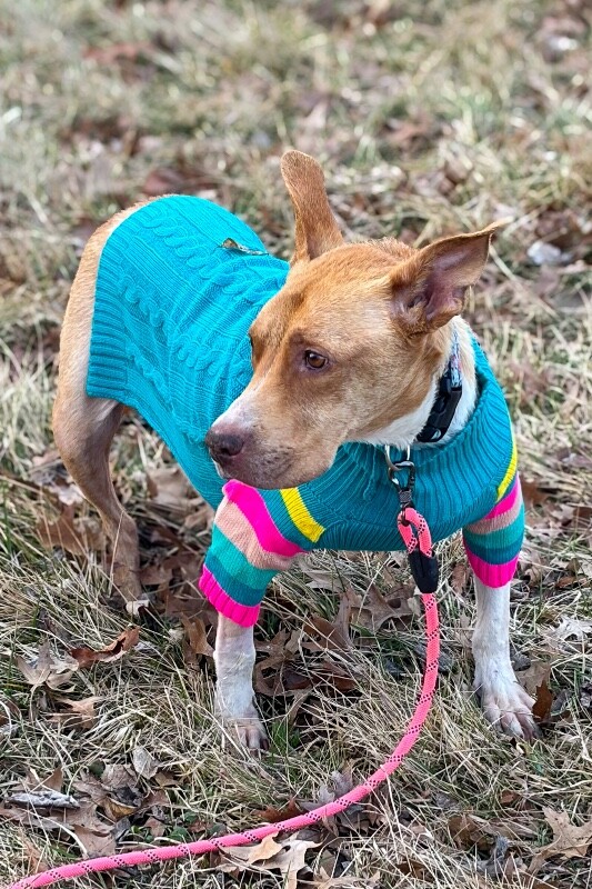 View Mermaid the Dog Photo #3