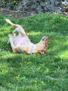 View Mermaid the Dog Photo #10