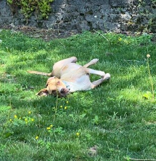 View Mermaid the Dog Photo #9