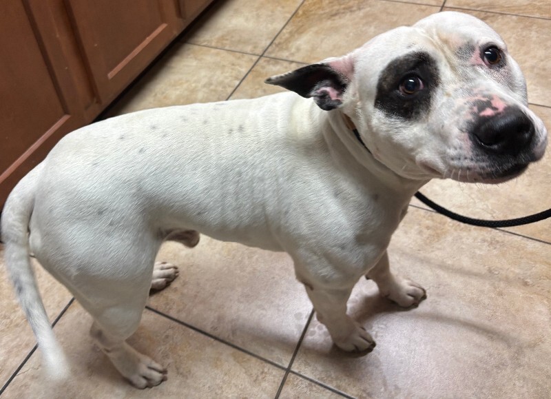 View Panzer the Dog Photo #3