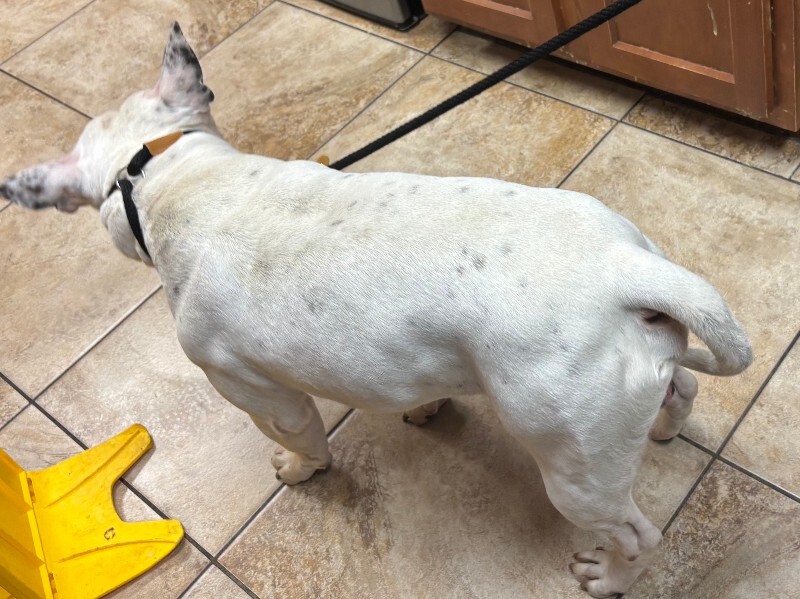 View Panzer the Dog Photo #2