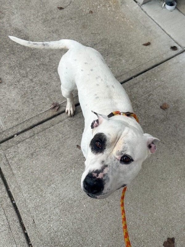 View Panzer the Dog Photo #2