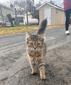 Learn More About this cat Screenshot 2025 12 29 100710