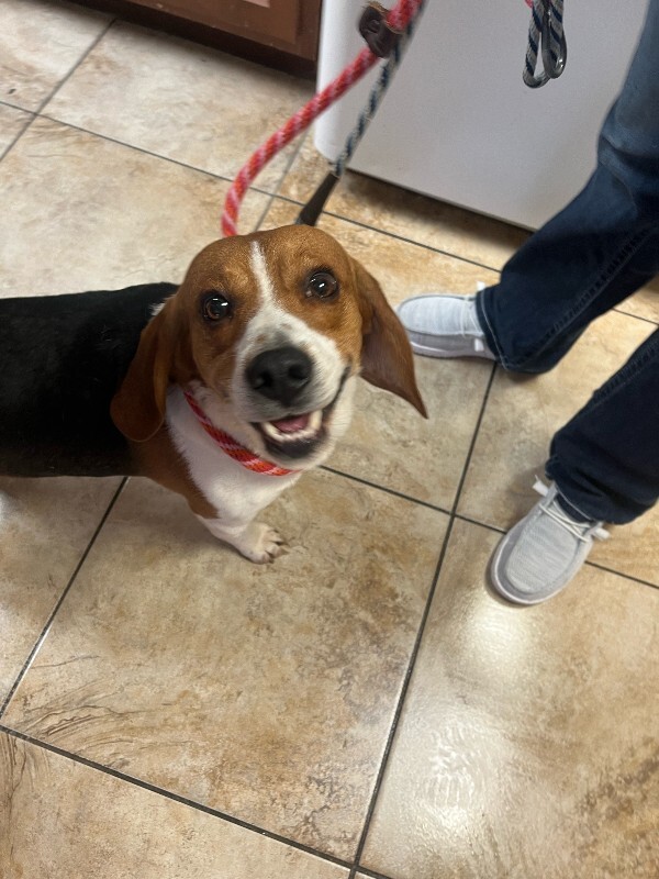 Learn More About Dumbo image0 2025 12 29T131534.918