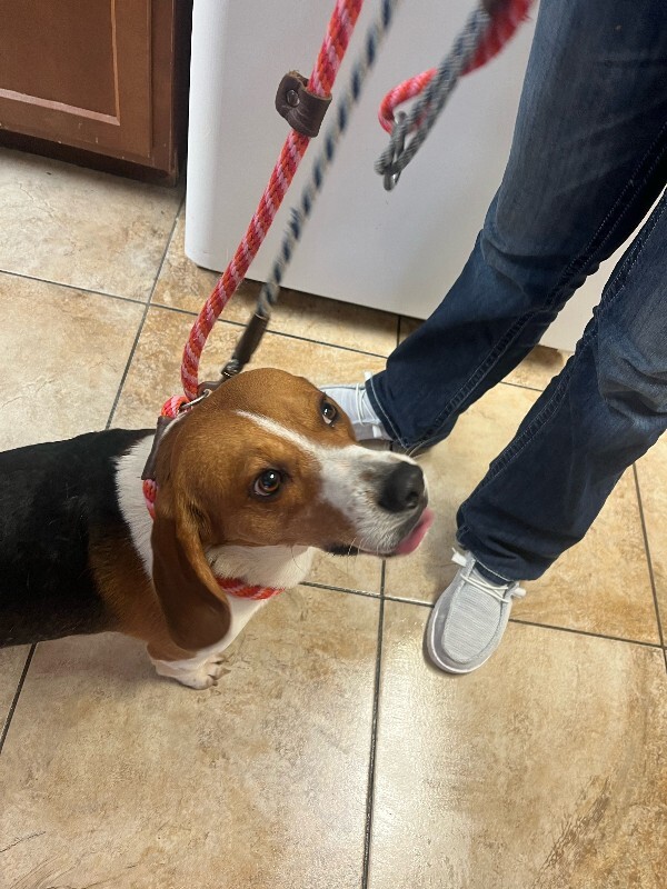 View Dumbo the Dog Photo #3