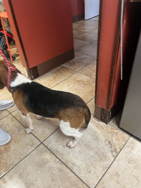 View Dumbo the Dog Photo #2