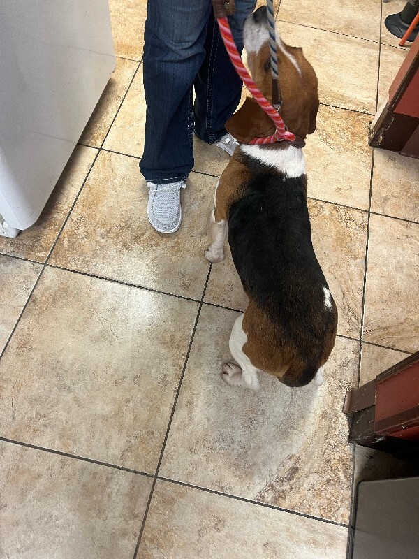 View Dumbo the Dog Photo #4