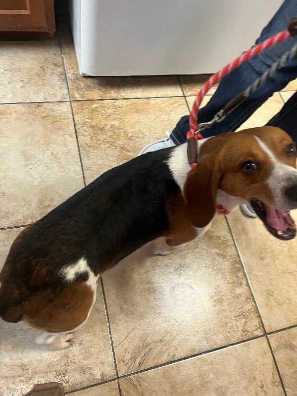 View Dumbo the Dog Photo #5