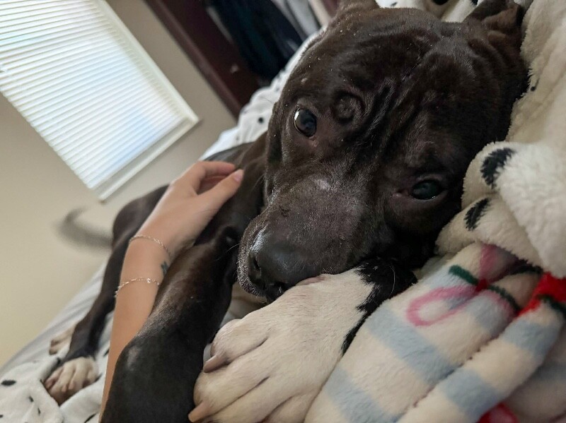 View Free Hugs the Dog Photo #6